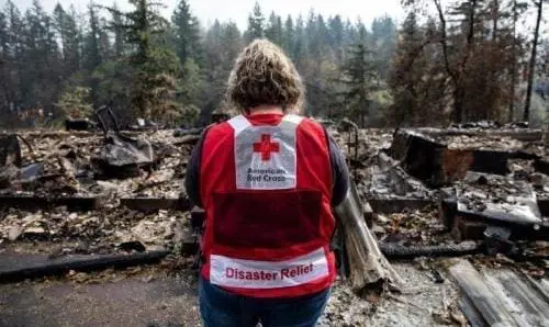 red cross disaster relief worker looking at remnants of forest fire