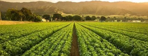 landscape shoot of a farm field with dusk sunlight