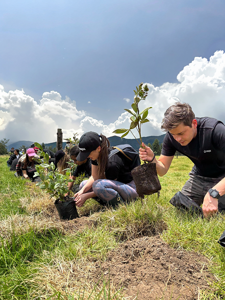 Coupa employees outdoors under a sunny sky planting trees